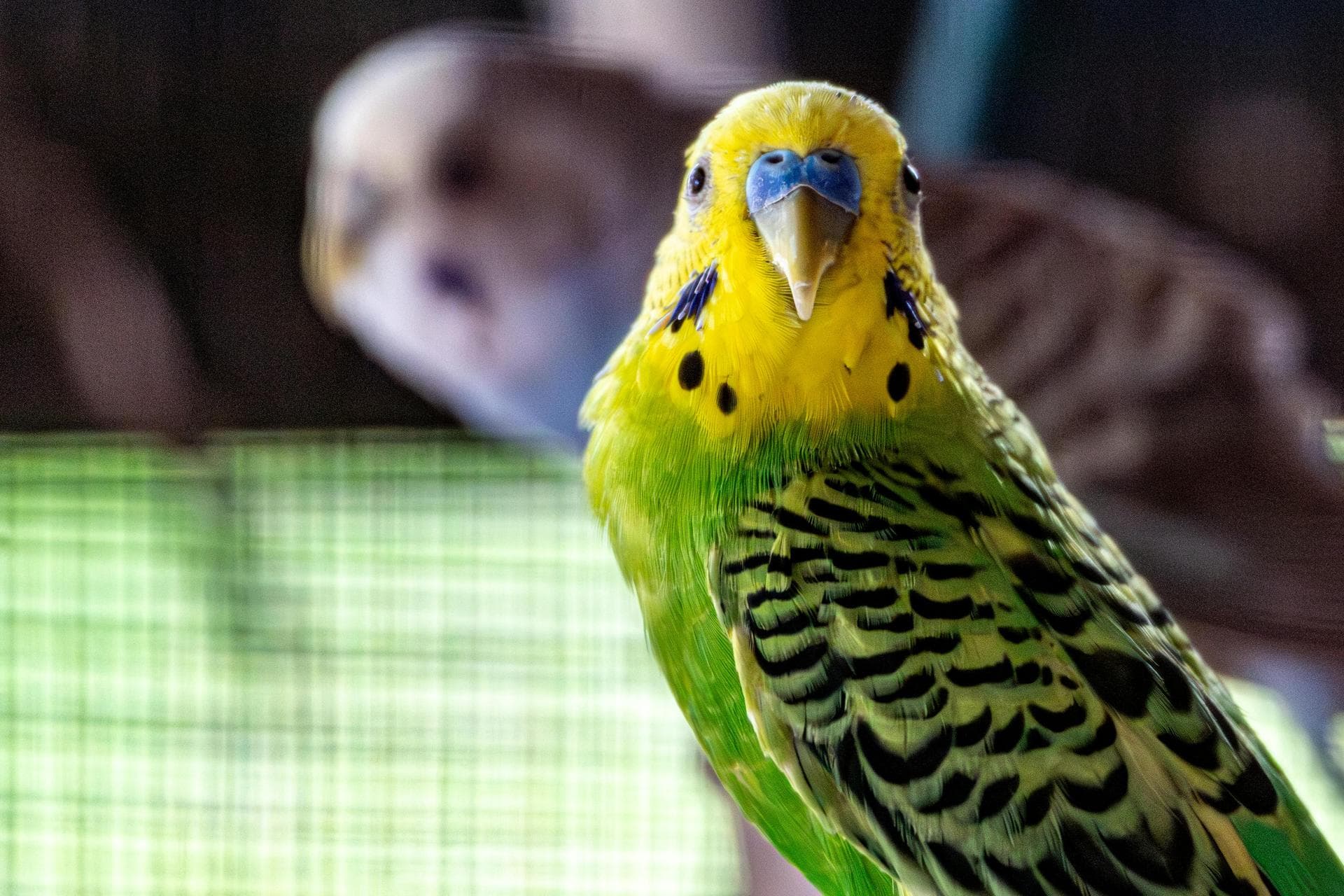 Best Vets in Abbey Wood